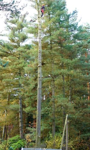 Fallung-Pinus-strobus_3.jpg