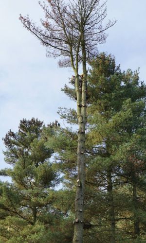 Fallung-Pinus-strobus_7.jpg